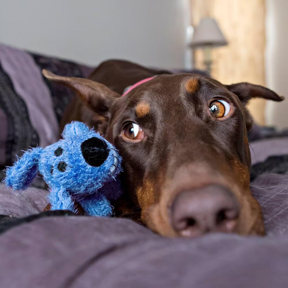 6" Loofa The Original Interactive Plush Dog Toy - Blue: For All Dog Sizes - Image 2