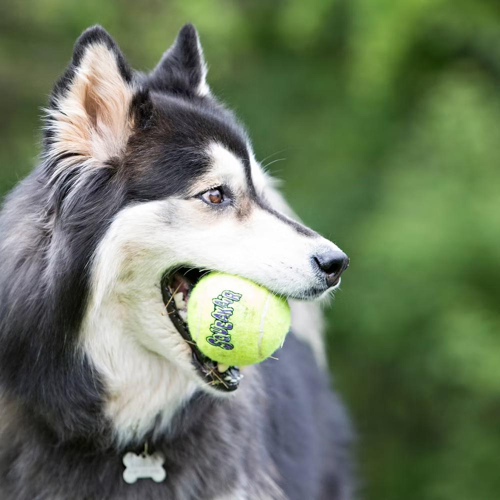 KONG SqueakAir Tennis Ball Dog Toy - Yellow - L - 2ct: Rubber, Exercise Aid, Floats, 3" Diameter - Image 2