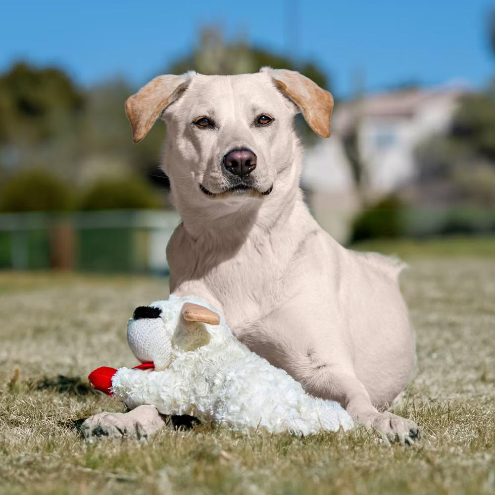 10.5" Lamb Chop Interactive Plush Dog Toy