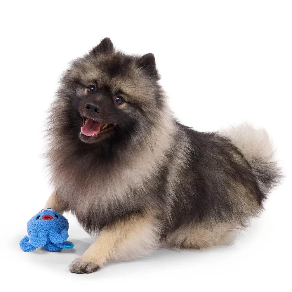 Itamae Iro Dog Food Shaped Toy - Image 5