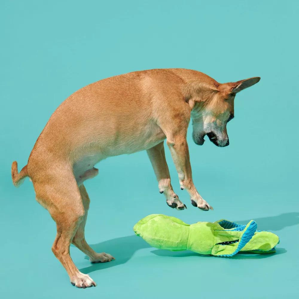 Billy The Squid Dog Toy - Green: Squeaks, All Ages, Plush Animal, Fetch & Cuddle - Image 4