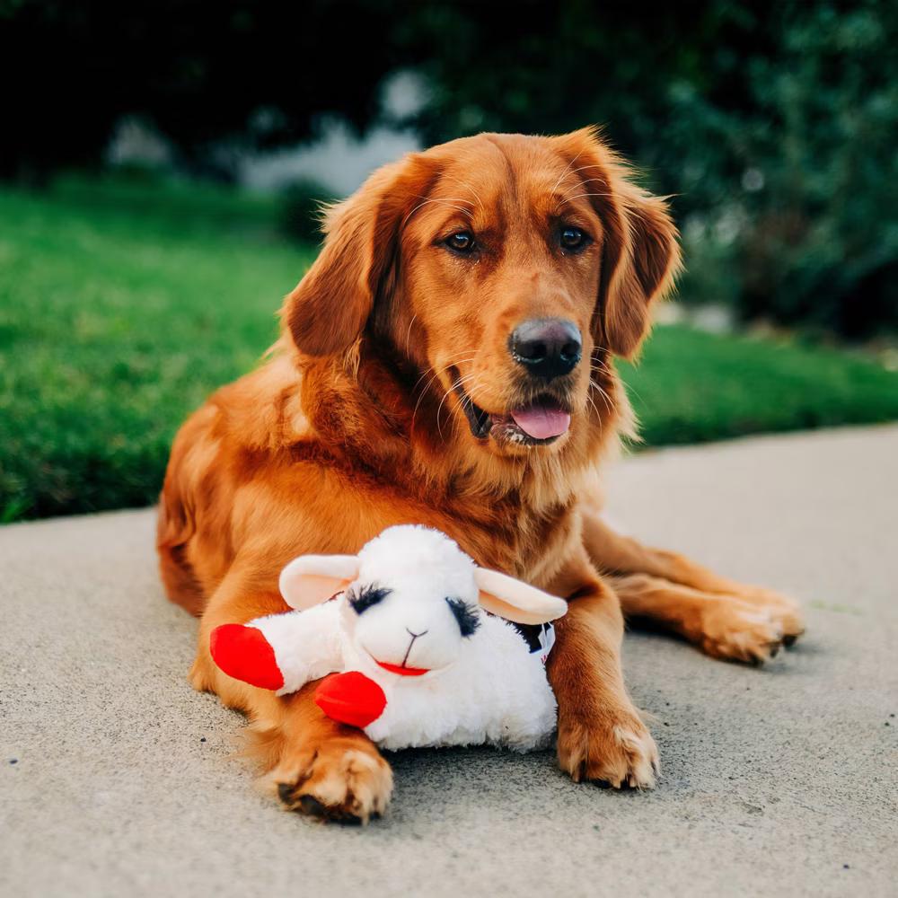 10.5" Lamb Chop Interactive Plush Dog Toy - Image 4